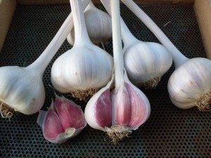 romanian-red-garlic.jpg