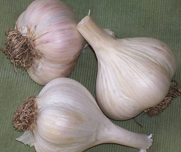 Georgian-Crystal-Garlic-Bulbs.jpg