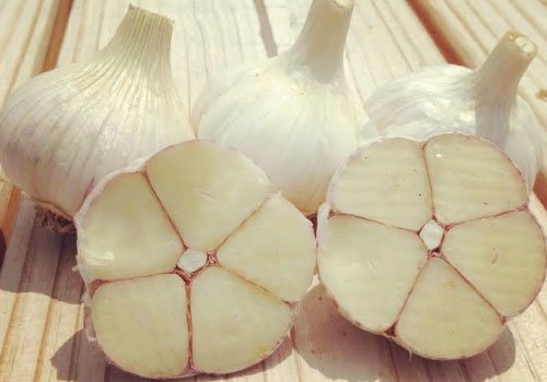 German White garlic.jpg