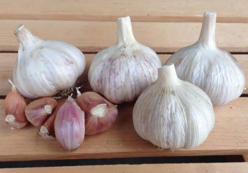 Italian Red garlic.jpg