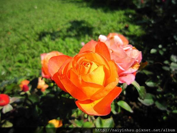 IMG_7408.JPG