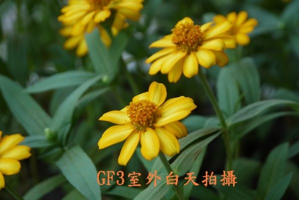 P1020172.jpg