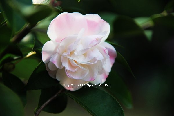 IMG_8512.jpg