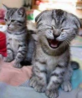 laughter-funny-cat-laugh.jpg