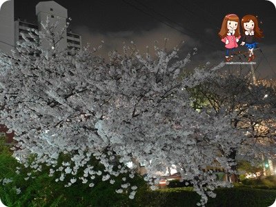 SAM_5220