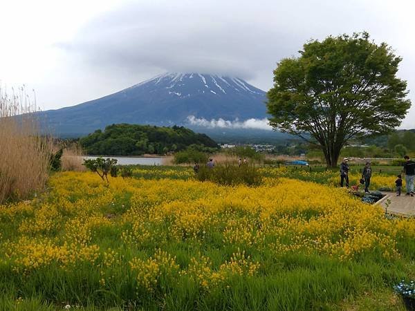 日本東京自由行攻略-河口湖驚豔行