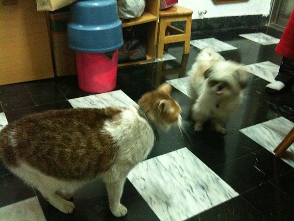 茶VS妞3
