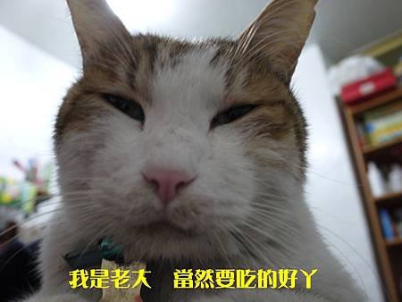 茶茶2.JPG