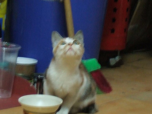 茶花