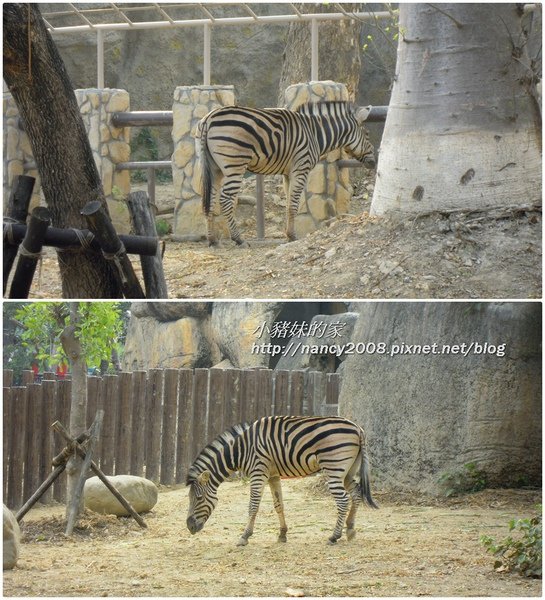 動物園21.jpg