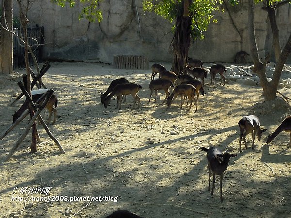 動物園25.jpg