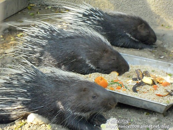 動物園31.jpg