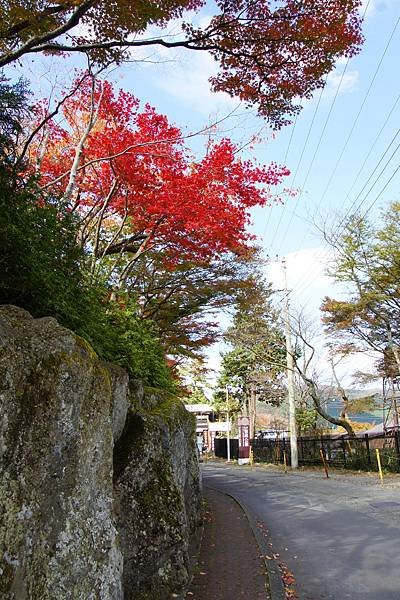 201311 關東賞楓趣