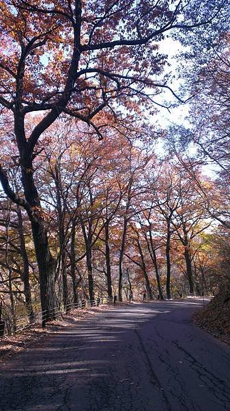 201311 關東賞楓趣