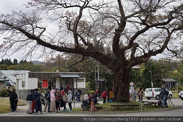 20191102.1 迷你的無人車站,中山平溫泉車站,站前的櫻花樹是車站開業紀念種植的.JPG