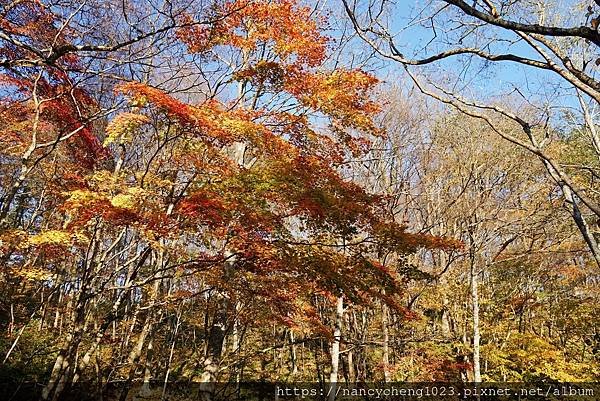 【日本東北】奧入瀨溪流前段(燒山－石ヶ戸)散策