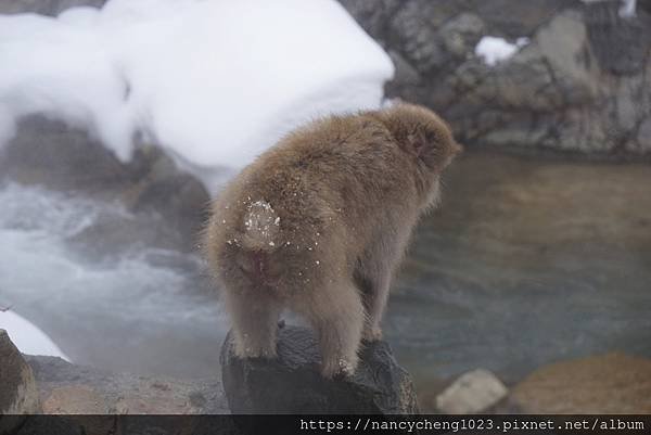 20190112.34屁屁上的雪雖然很少，但我是雪猴，哈.JPG