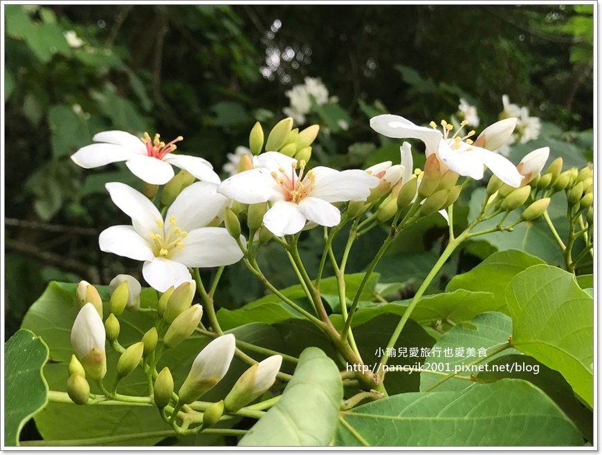 林口養生村0421