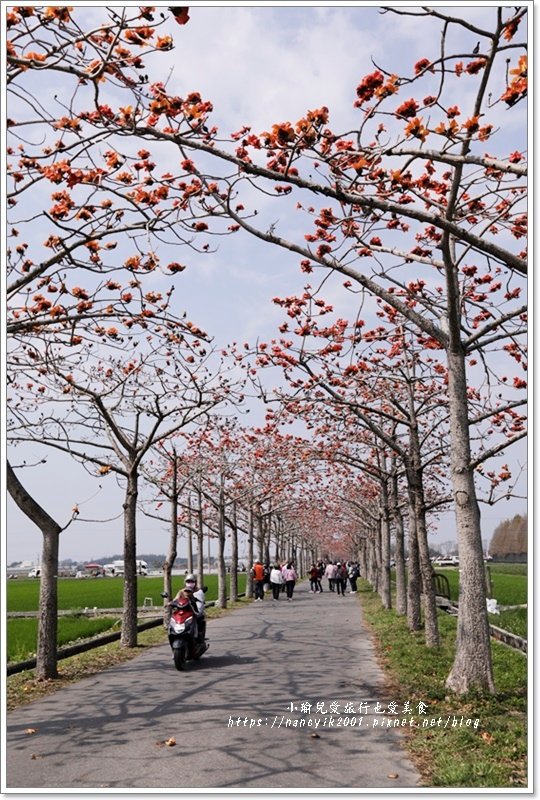 【台南】林初埤木棉花道