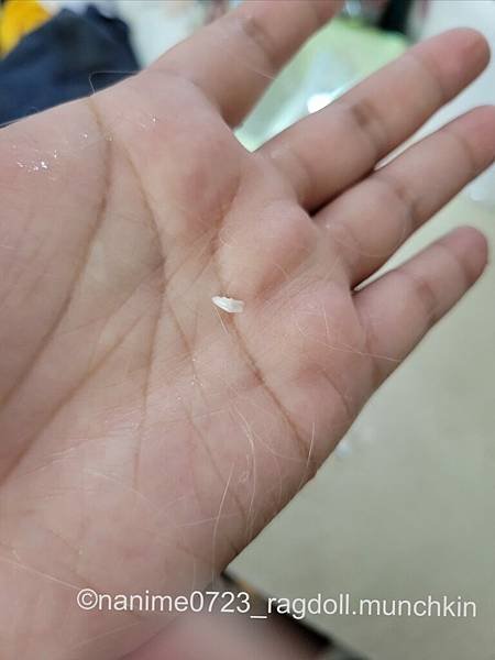 貓咪拔牙|貓咪斷牙