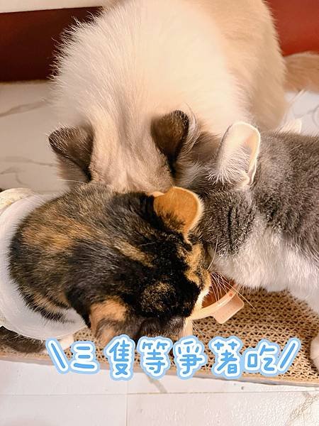 毛研工事X鮮粹罐 |六大機能主食罐，鮮甜清淡口感，高適口性