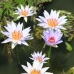 蓮城蓮花園