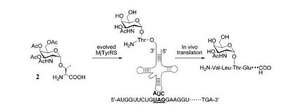 Glyco.JPG