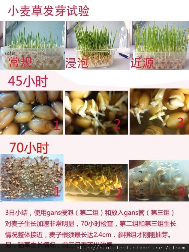 03.CO2甘斯實驗-小麥草發芽.jpg