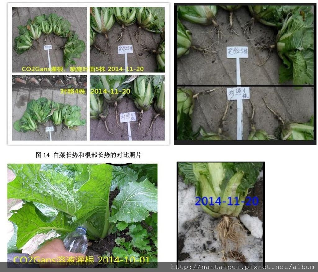 04.CO2甘斯實驗-白菜抗凍助長.jpg