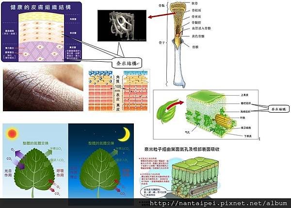 Y4.生物體奈米甘斯.jpg