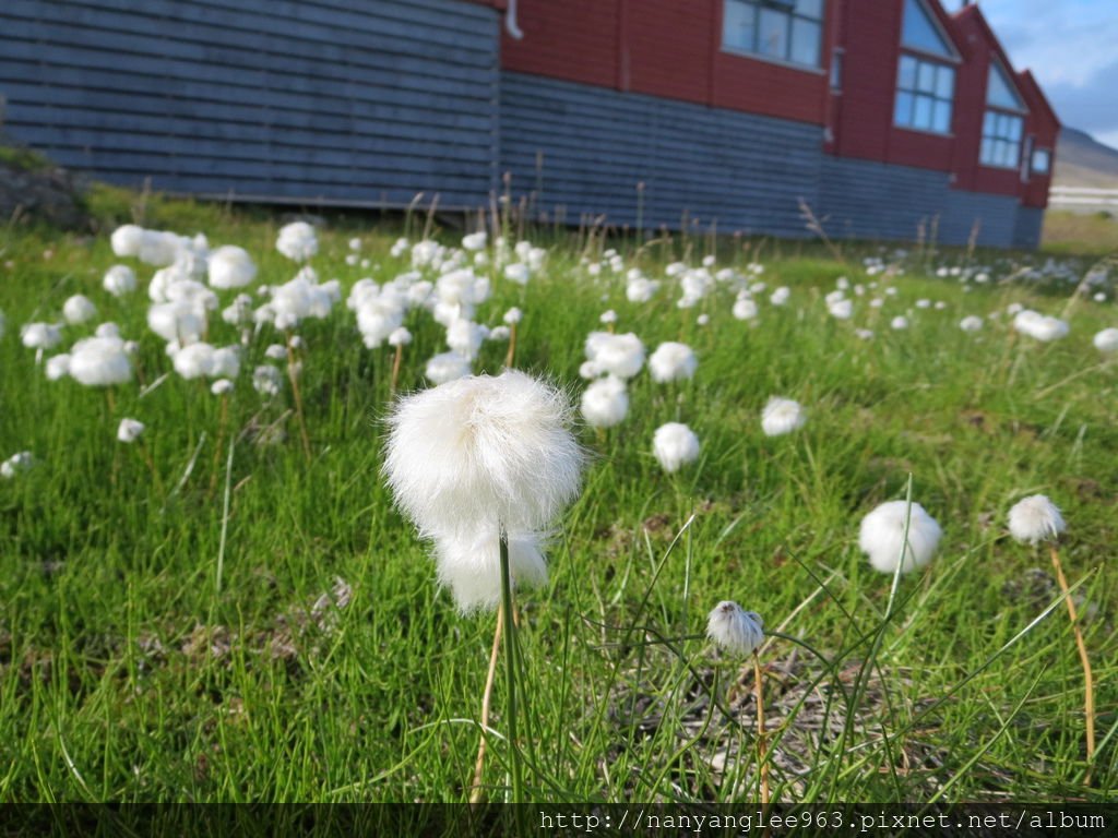 Snow Cotton