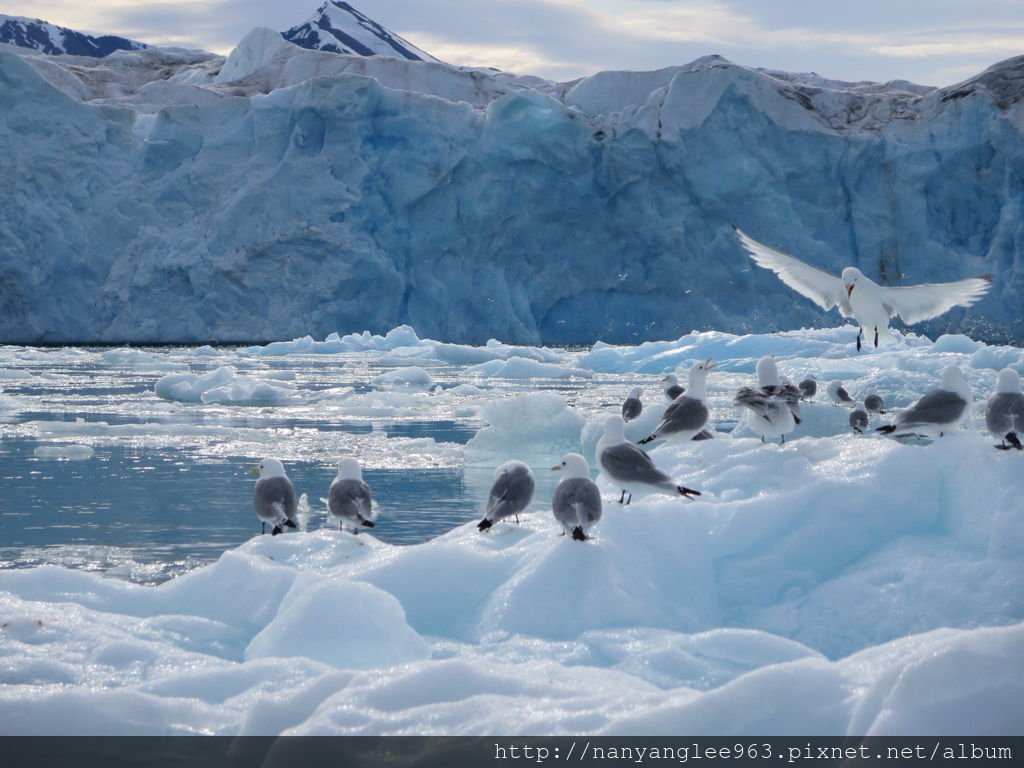 Birds on Iceberg