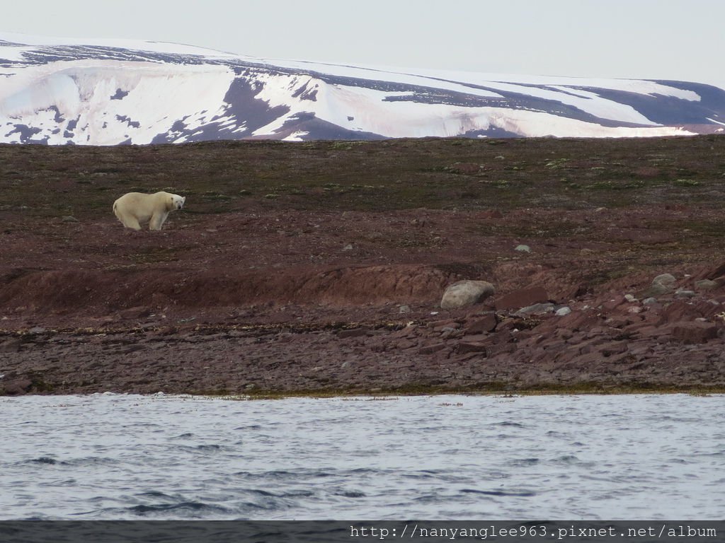 Female Polar Bear
