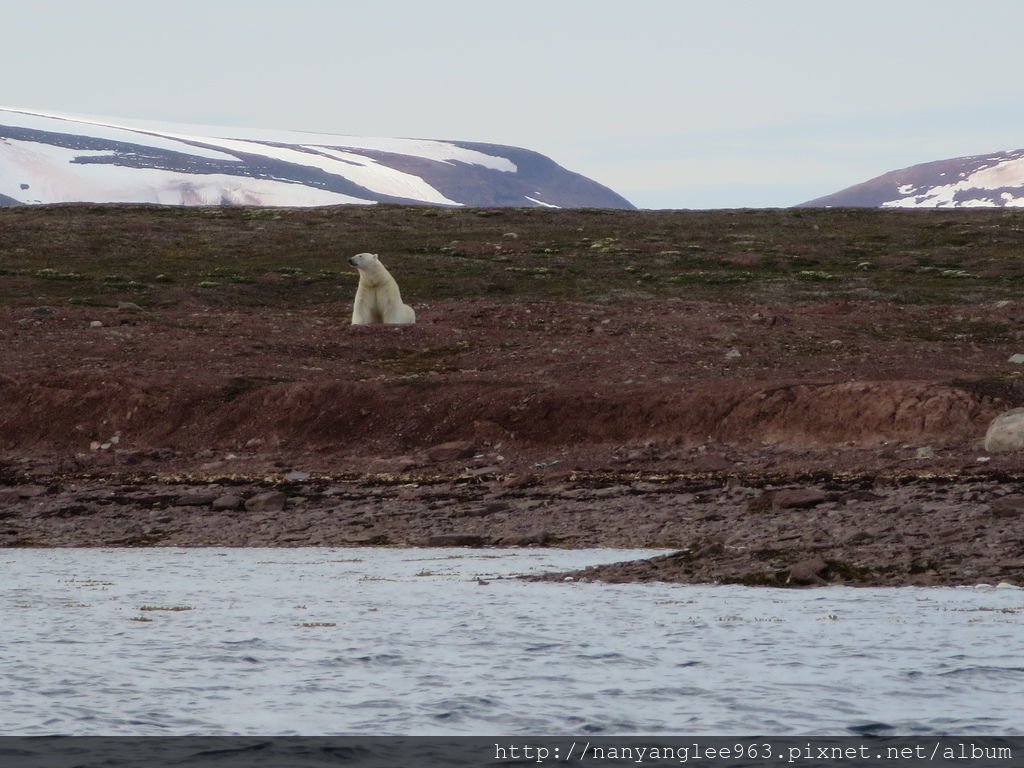 Male Polar Bear