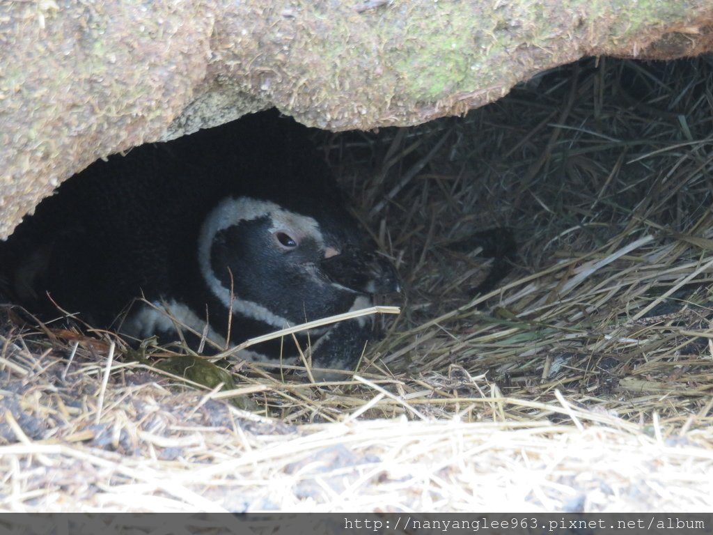 Magellanic Penguin