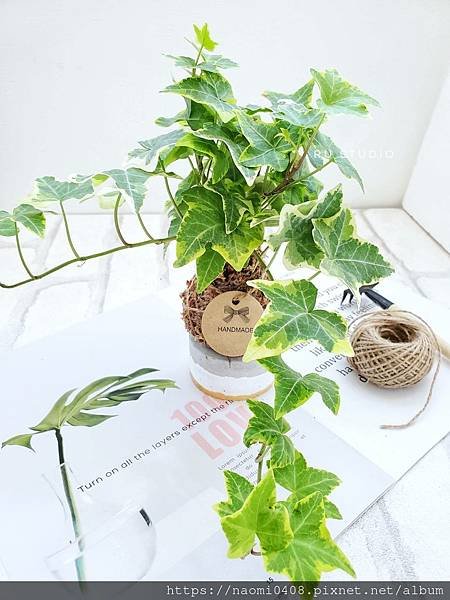 RU苔球植物(苔玉).jpg