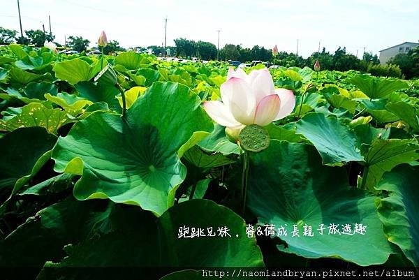 20170708桃園蓮花季_170710_0012.jpg