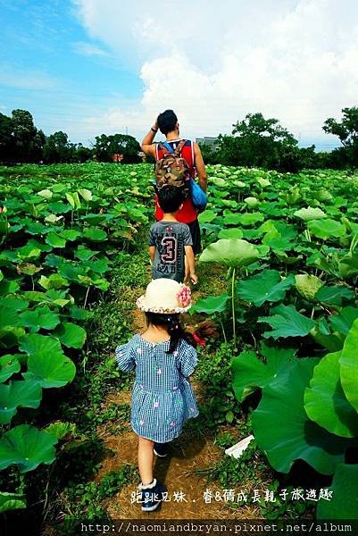 20170708桃園蓮花季_170710_0016.jpg