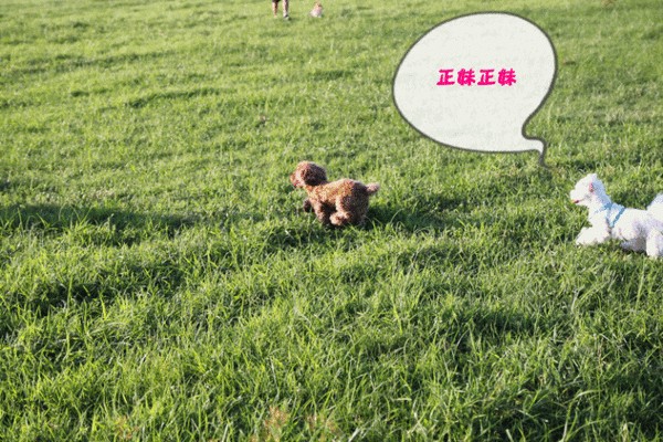 anigif.gif