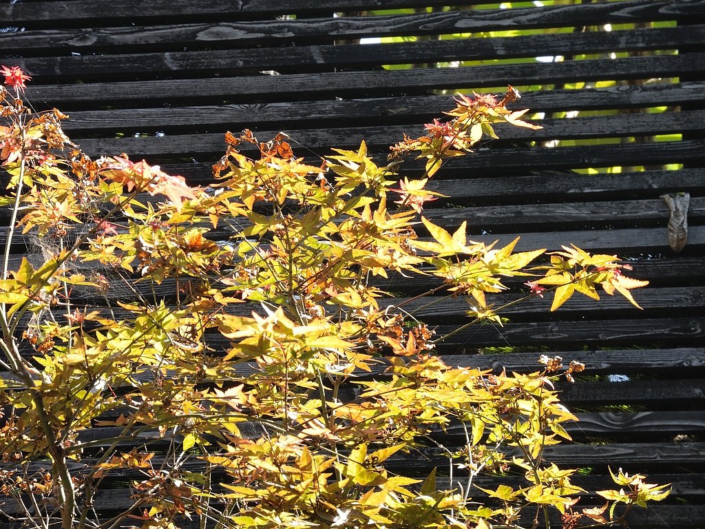 DSCN0232.JPG