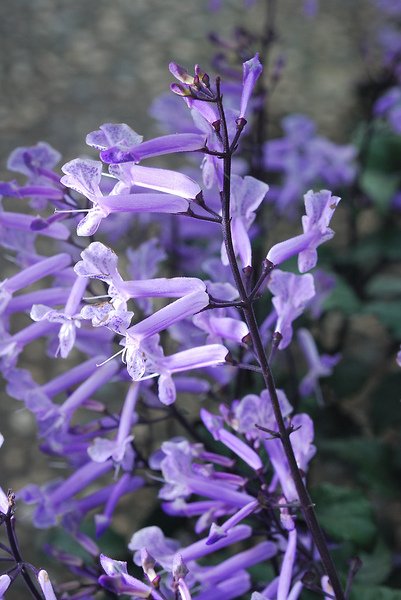 DSC_5007.JPG