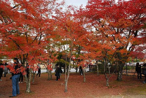DSC_1158.JPG