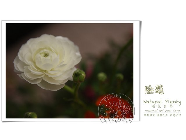 20120315_花草顏色_01