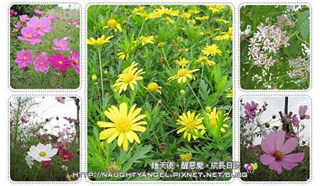 八德埤塘04.jpg