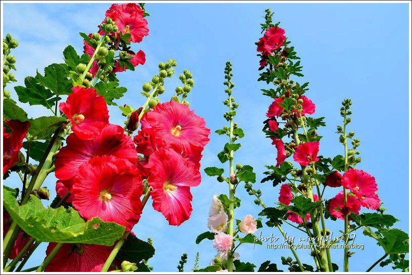 althaea05.jpg