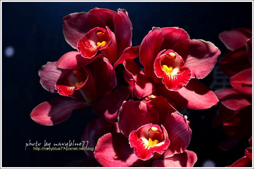 orchid12.jpg