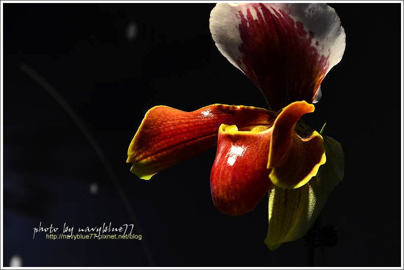 orchid15.jpg