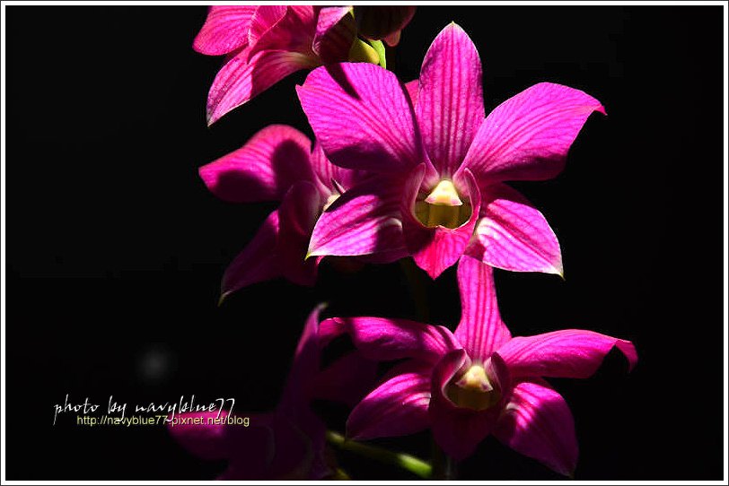 orchid14.jpg