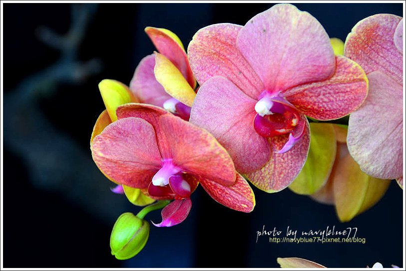 orchid16.jpg