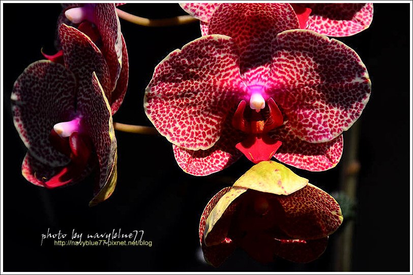 orchid18.jpg